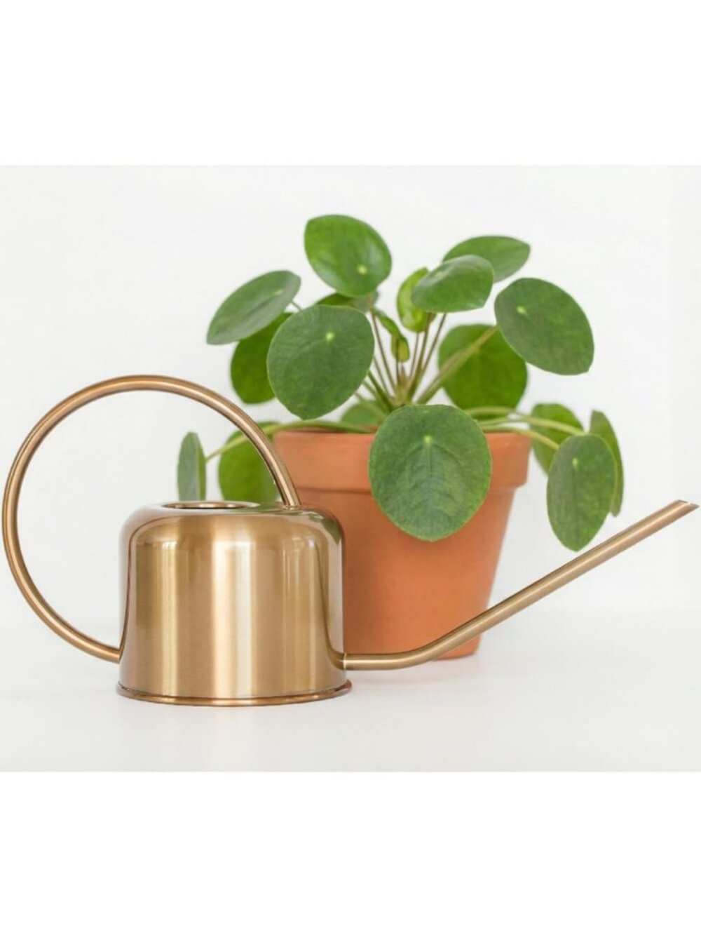 Stylish Brushed Gold Stainless Steel Watering Can for Houseplants, 1L Capacity